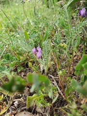 Astragalus stella - cruciatus