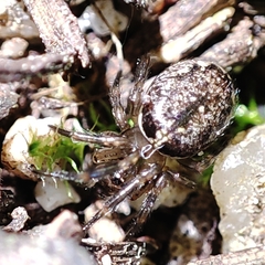 Enoplognatha