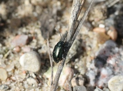 Altica oleracea