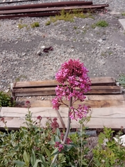 Centranthus ruber