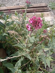 Centranthus ruber