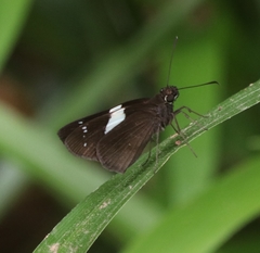 Notocrypta waigensis