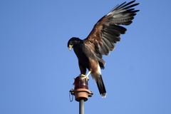 Parabuteo unicinctus