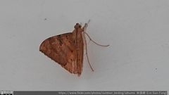 Oxyodes