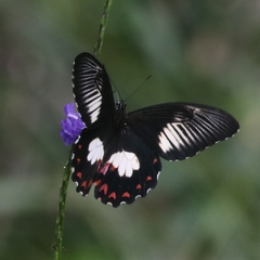 Papilio ambrax