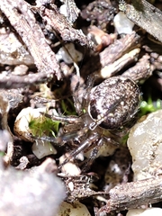 Enoplognatha