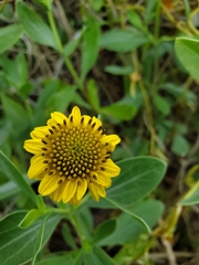 Borrichia frutescens image