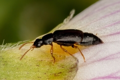 Eusphalerum tenenbaumi