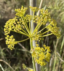 Foeniculum vulgare