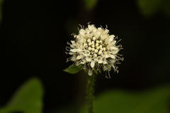 Dipsacus pinnatifidus