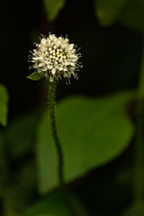 Dipsacus pinnatifidus