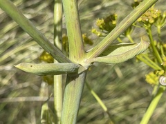Foeniculum vulgare