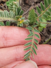 Astragalus stella - cruciatus
