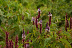Coleus goetzenii