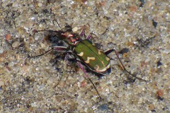 Cicindela soluta