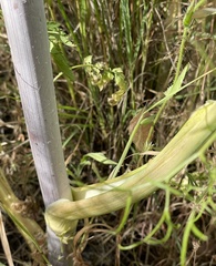 Foeniculum vulgare