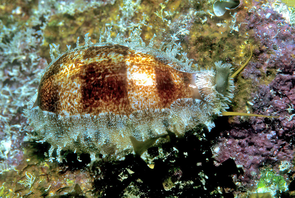 Thick-edged Cowrie