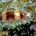 Erronea caurica - Photo (c) uwkwaj, algunos derechos reservados (CC BY-NC), subido por uwkwaj