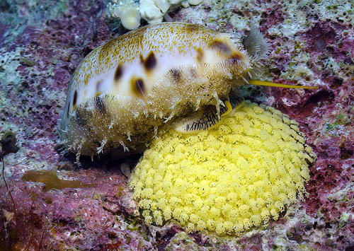 Thick-edged Cowry