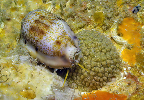 Thick-edged Cowry