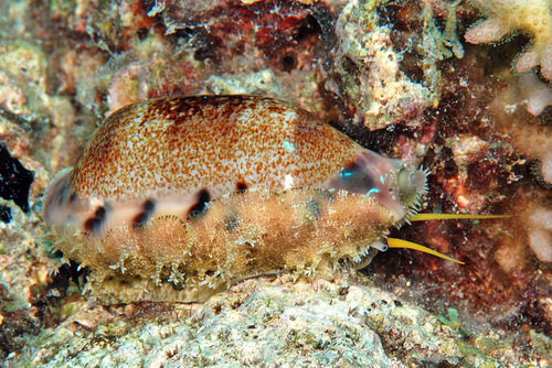 Cypraea caurica observed 2010-06-07