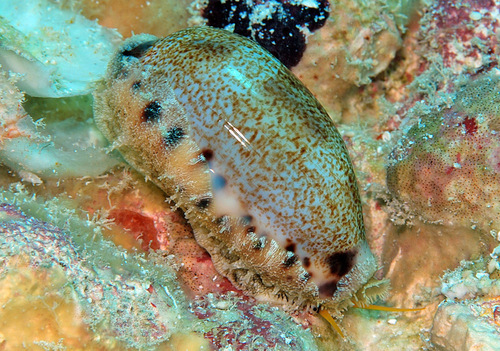 Thick-edged Cowry