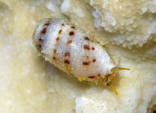 Cypraea caurica observed 2016-11-20