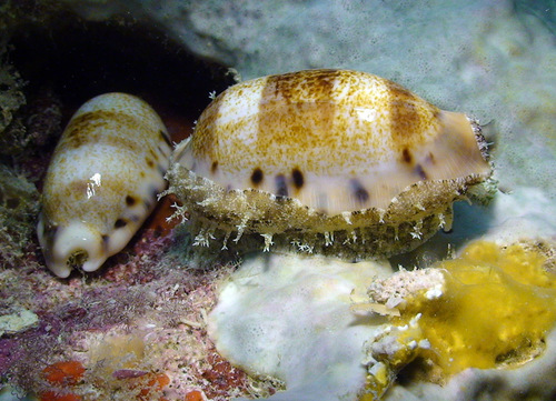 Cypraea caurica observed 2010-07-18