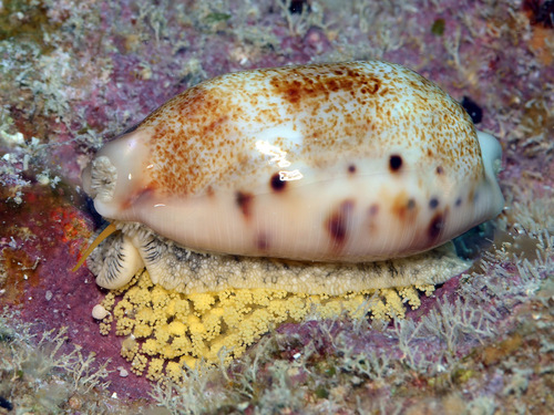 Cypraea caurica observed 2012-08-27