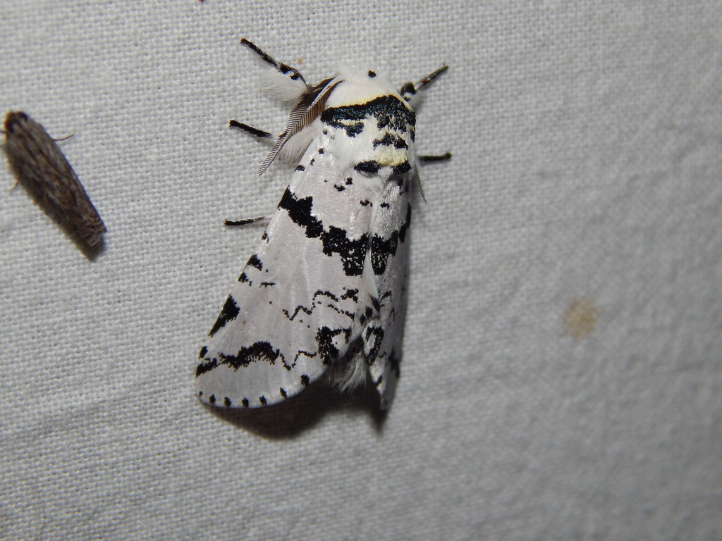 Afrocerura bifasciata