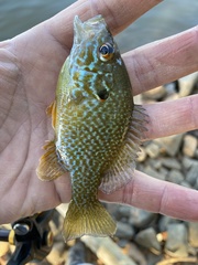 Lepomis gibbosus × cyanellus