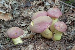 Butyriboletus roseopurpureus