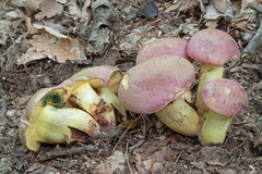 Butyriboletus roseopurpureus