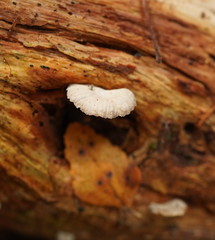 Marasmiellus affixus