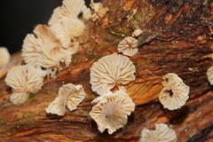 Marasmiellus affixus