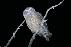 Ninox boobook ocellata