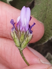 Astragalus stella - cruciatus
