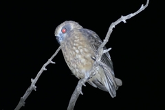 Ninox boobook ocellata