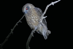 Ninox boobook ocellata