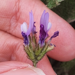 Astragalus stella - cruciatus