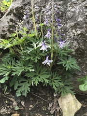 Delphinium tricorne
