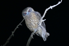 Ninox boobook ocellata