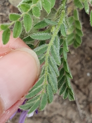 Astragalus stella - cruciatus