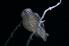 Ninox boobook ocellata