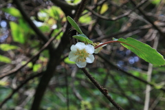 Actinidia setosa
