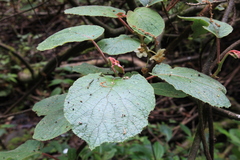 Actinidia setosa