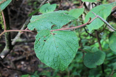 Actinidia setosa