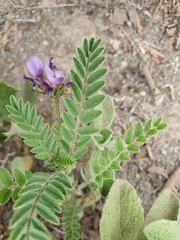 Astragalus stella - cruciatus