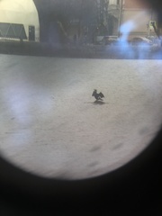 Phalacrocorax carbo