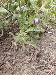 Astragalus stella - cruciatus